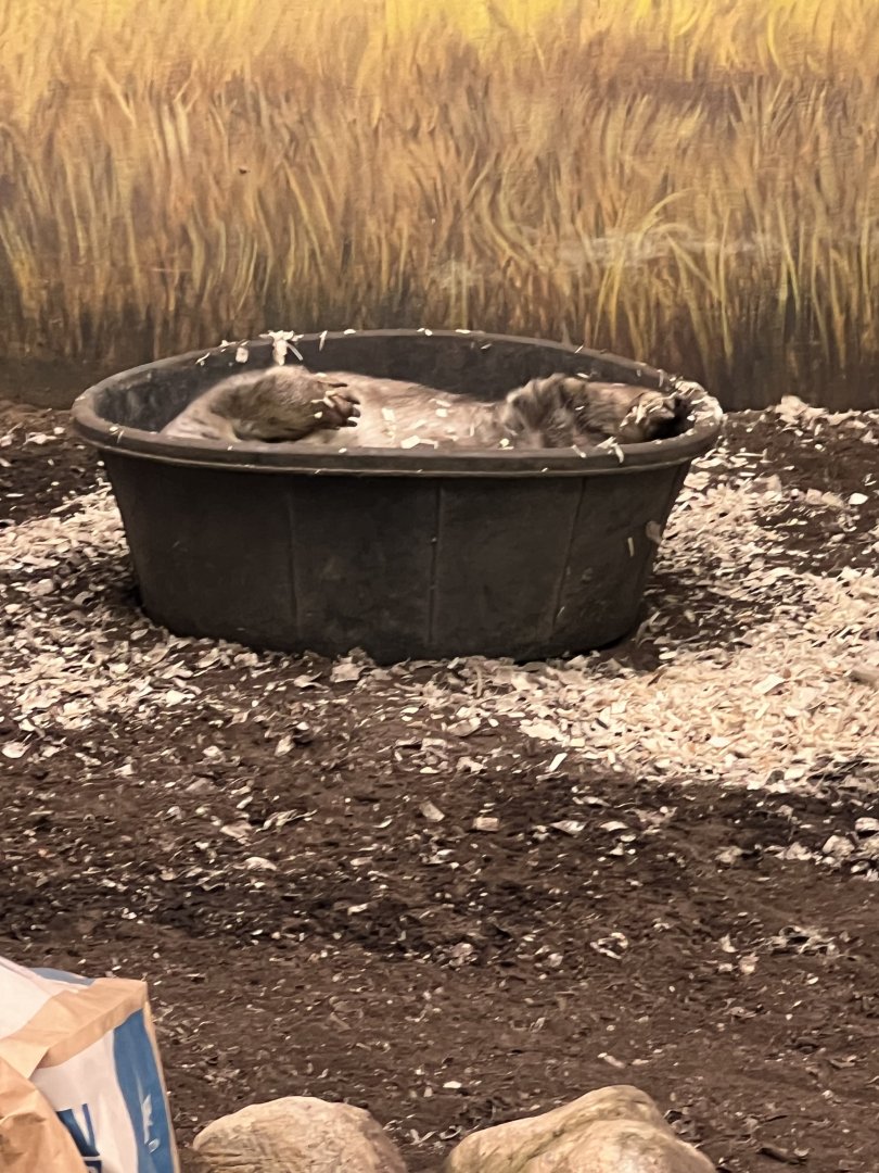 Southern Hairy-Nosed Wombat