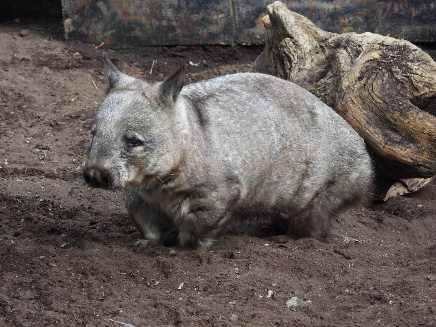 Southern hairy-nosed wombat