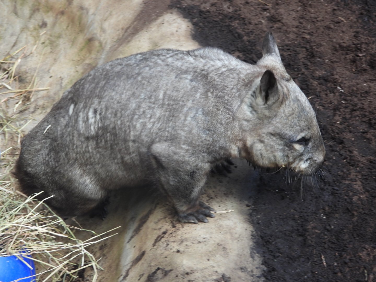 Southern hairy-nosed wombat