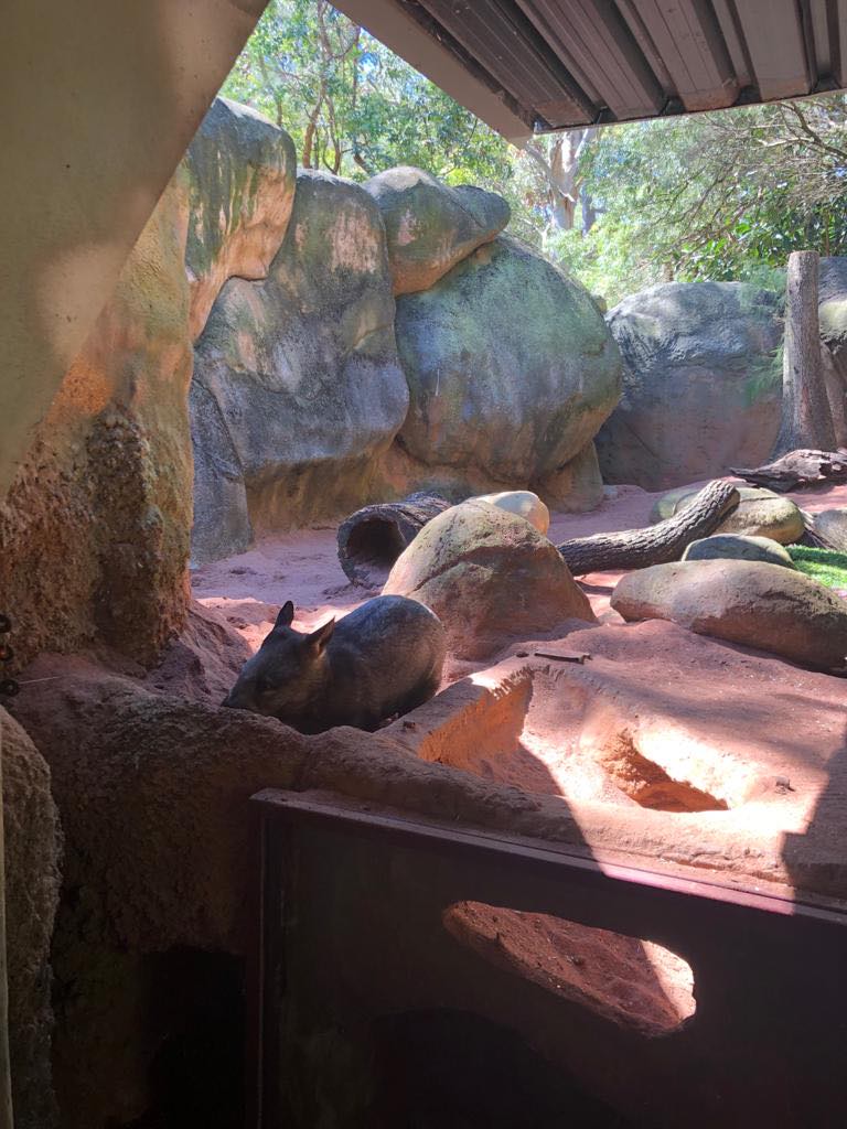 Southern Hairy-nosed Wombat