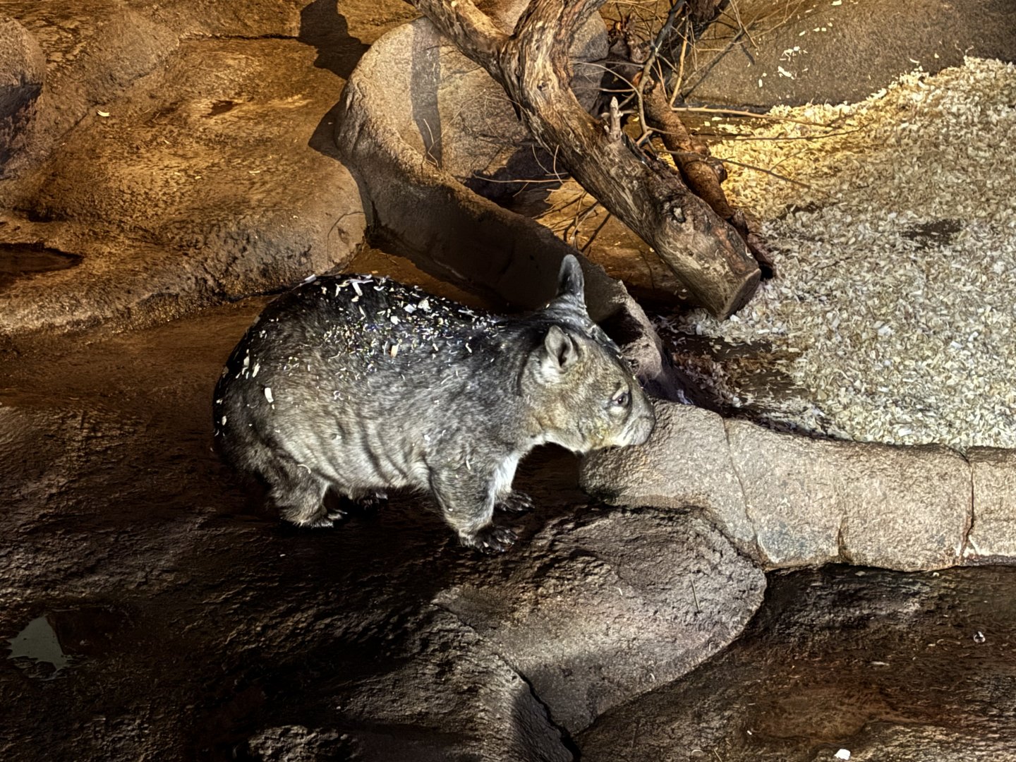 Southern Hairy Nosed Wombat