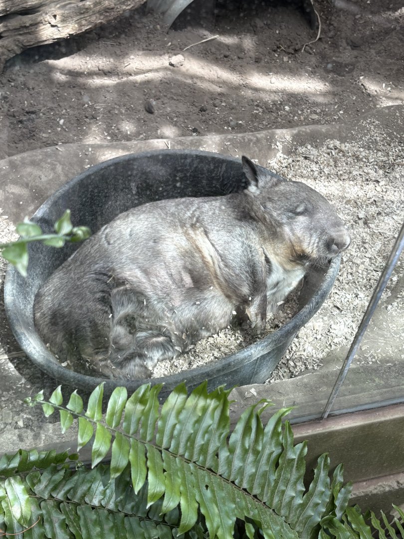 Southern Hairy-nosed Wombat