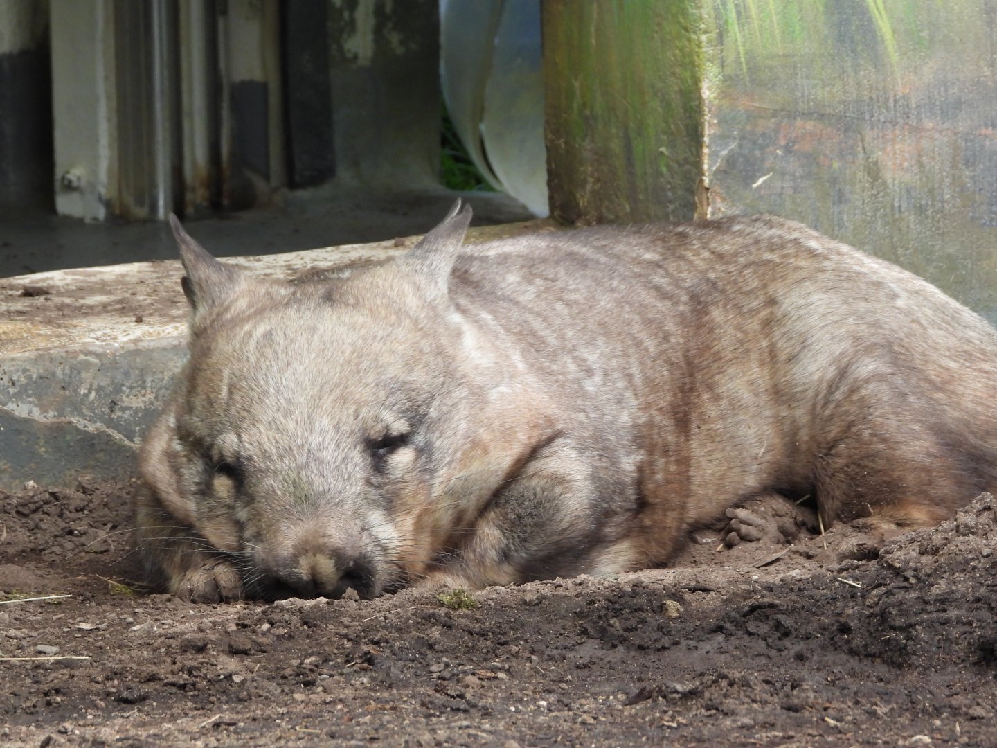 Southern hairy-nosed wombat