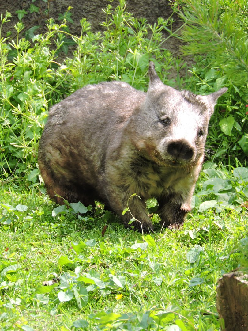 Southern hairy-nosed wombat