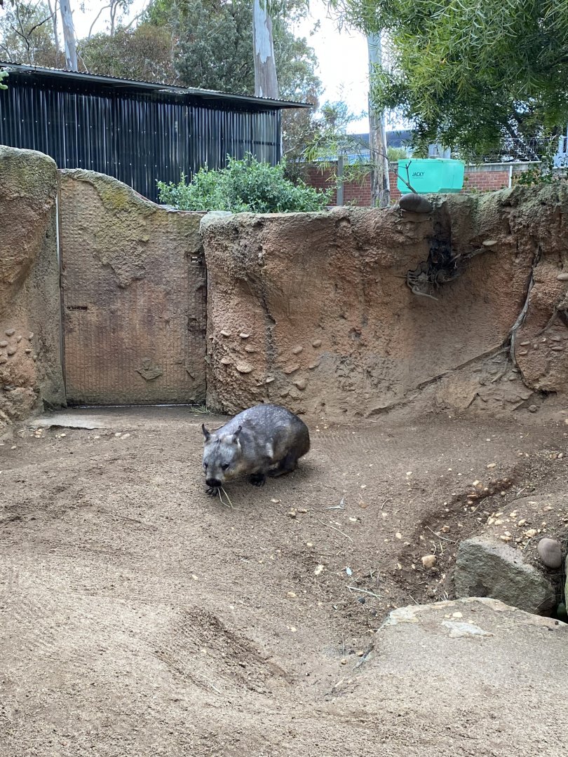 Southern Hairy Nosed Wombat