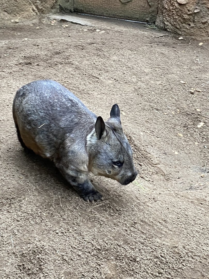 Southern Hairy Nosed Wombat