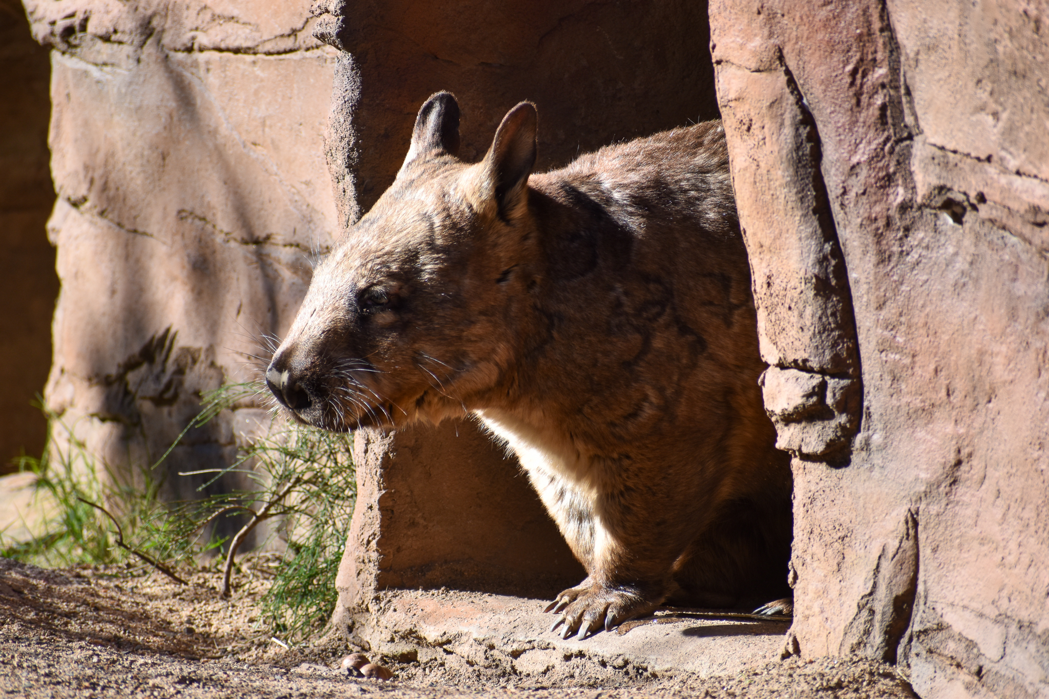Southern Hairy-nosed Wombat