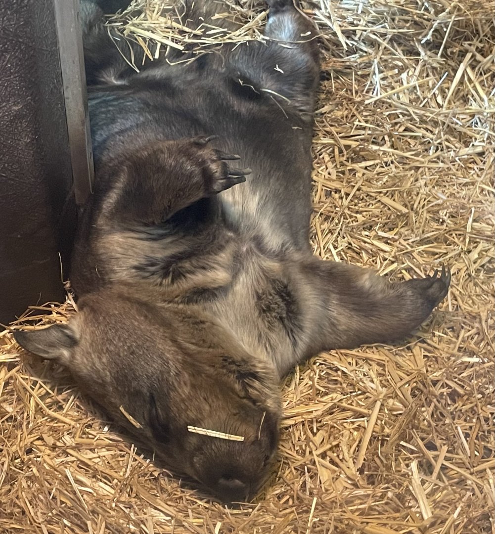 Southern Hairy-Nosed Wombat