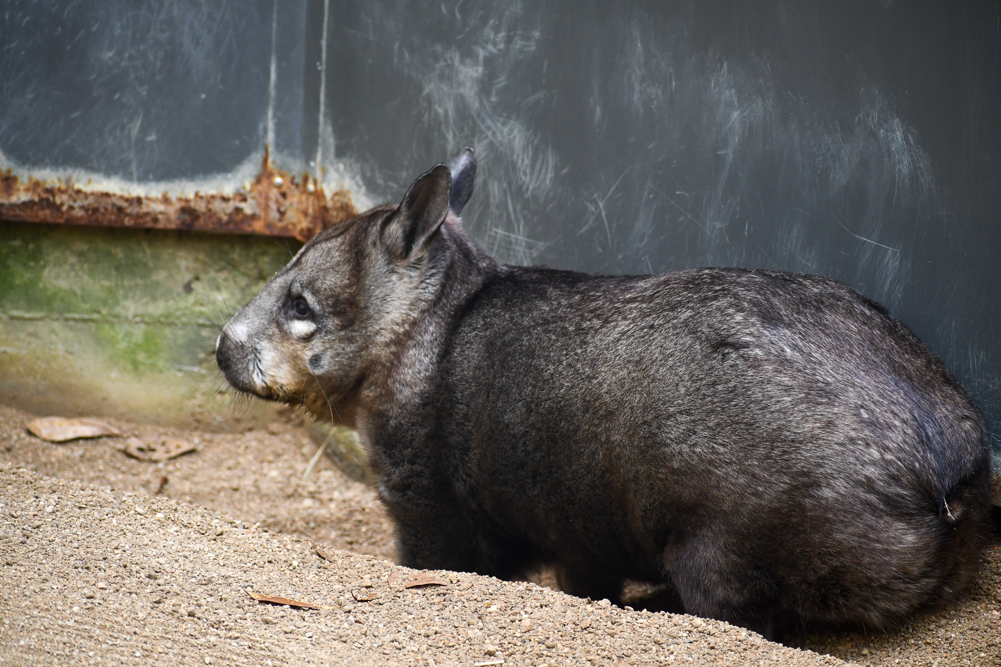 Southern Hairy-nosed Wombat