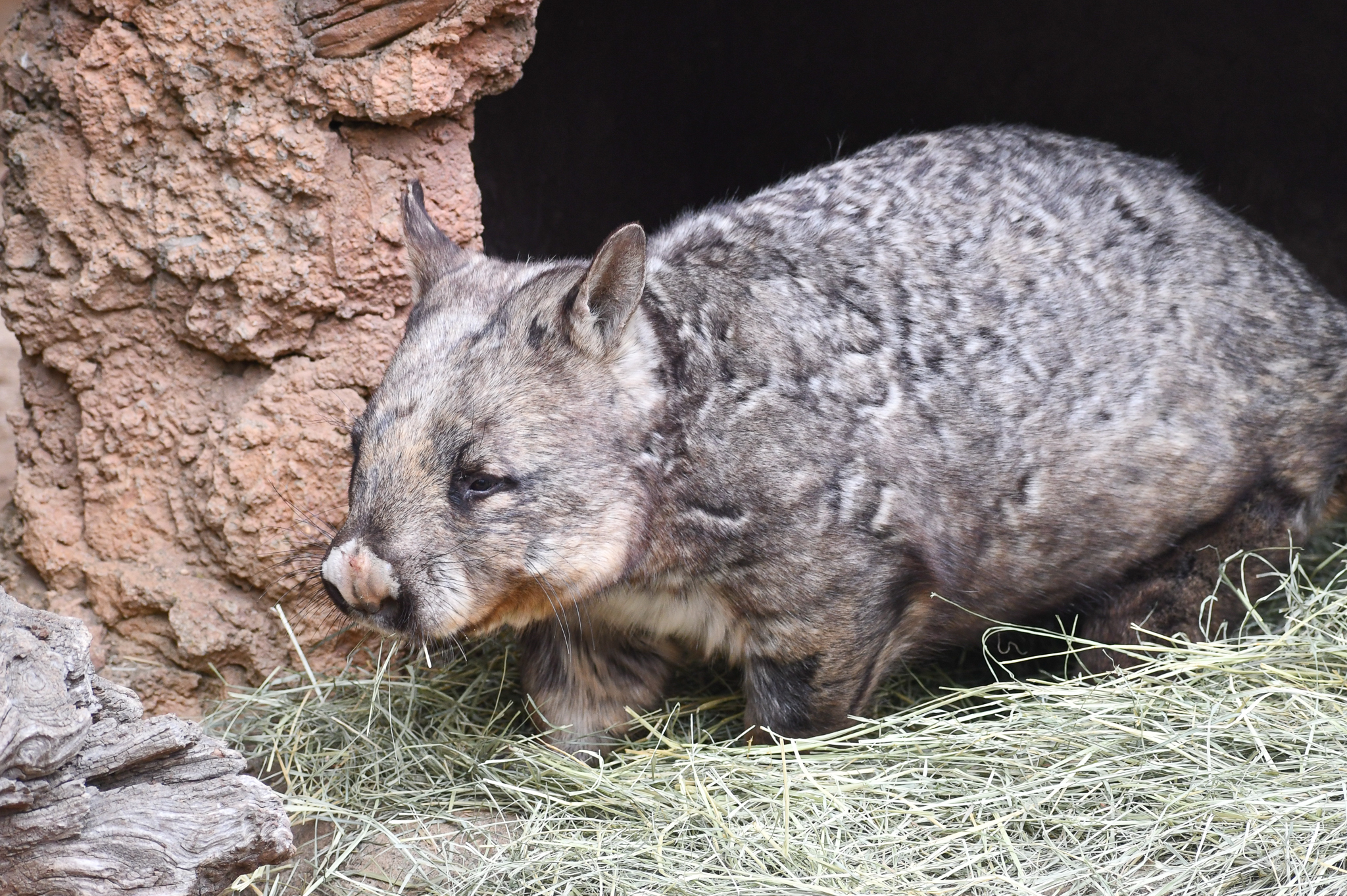 Southern Hairy-nosed Wombat