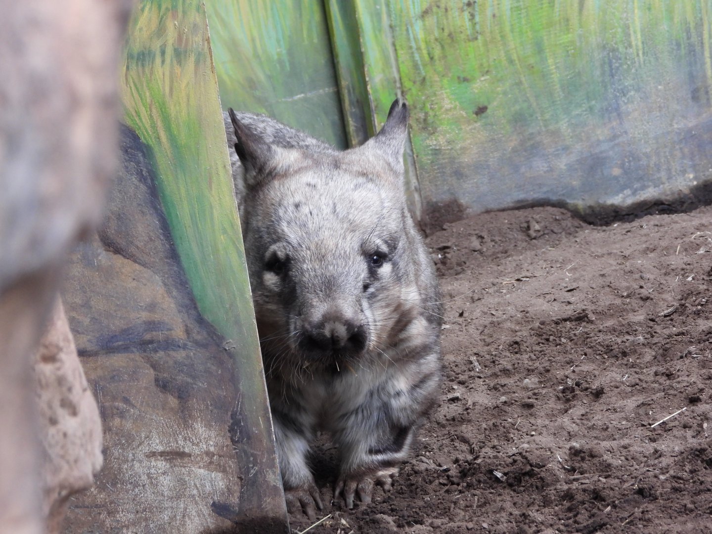 Southern hairy-nosed wombat
