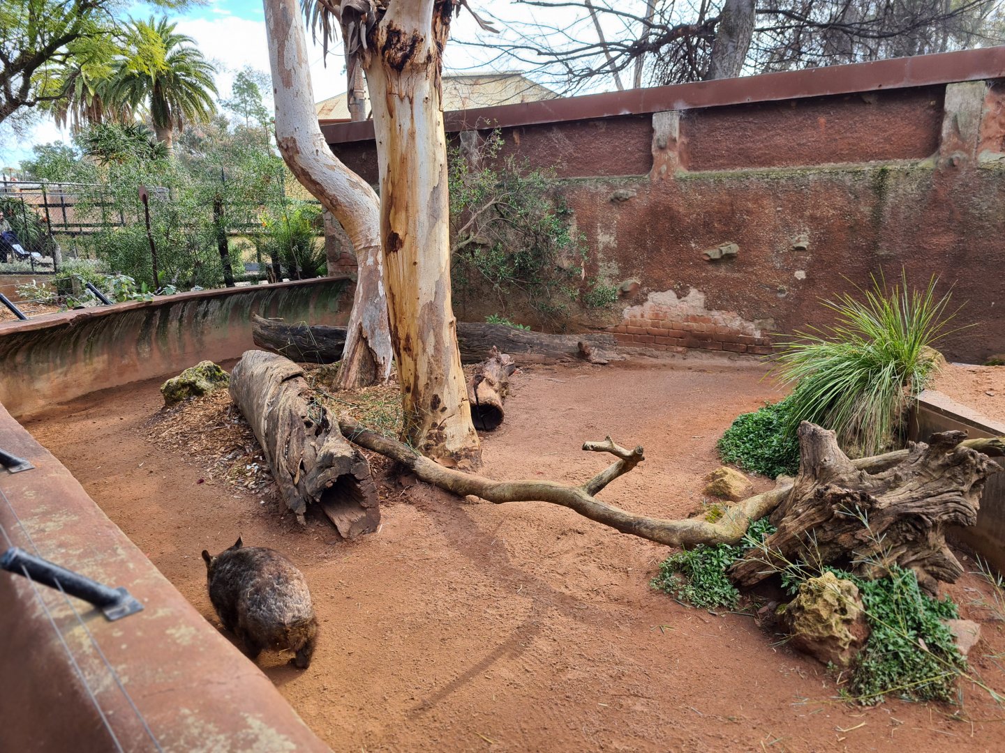 Southern Hairy nosed wombats