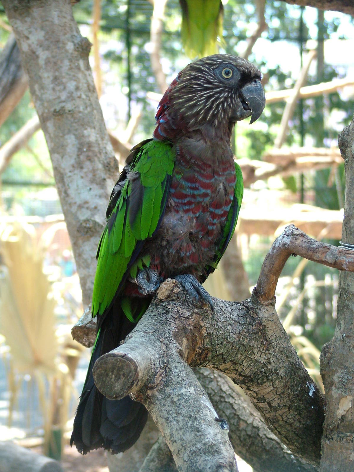 Southern Hawk-headed Parrot at Lisbon Zoo, 24/05/11