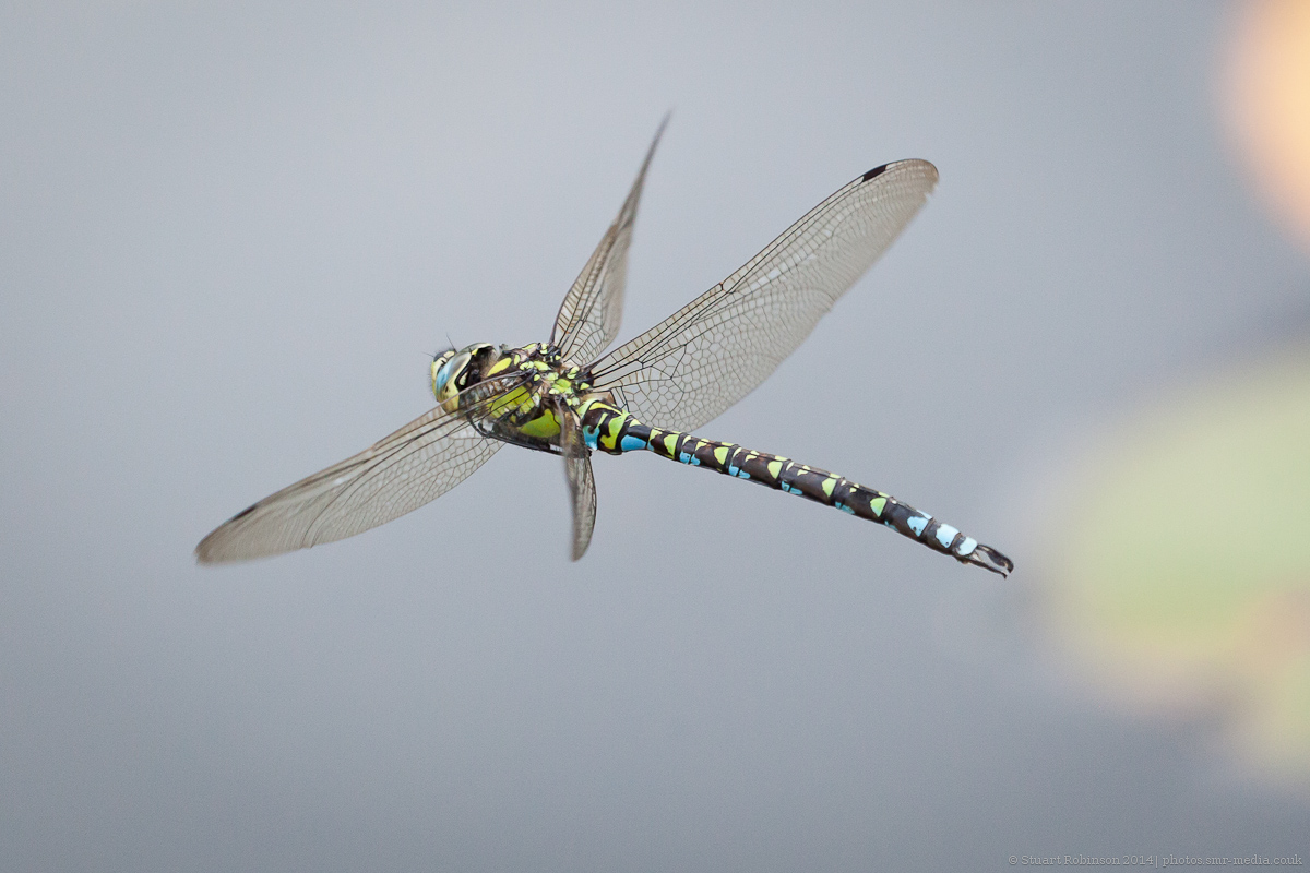 Southern Hawker Dragonfly in Flight