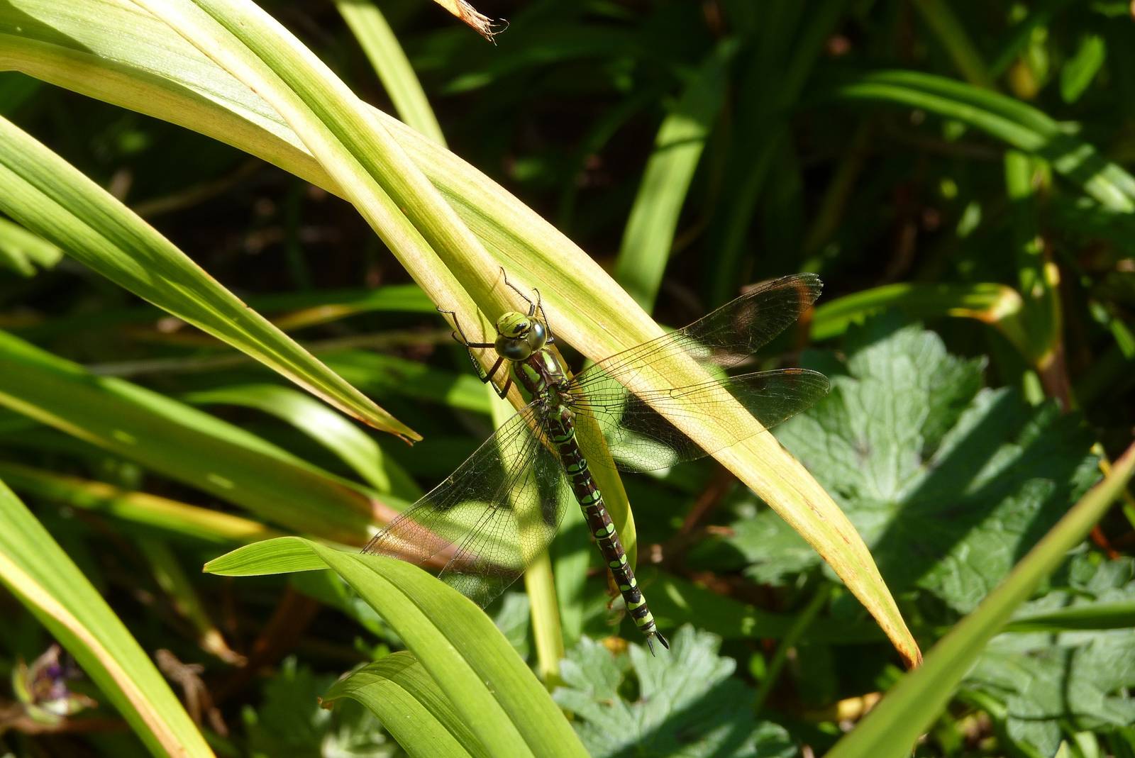 Southern Hawker Dragonfly, September 2015