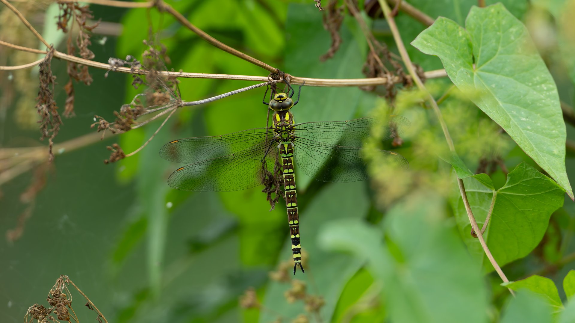 Southern hawker, wild, RSPB Strumpshaw fen, UK