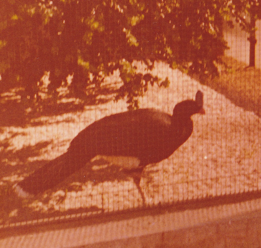 Southern Helmed Curassow Pauxi unicornis