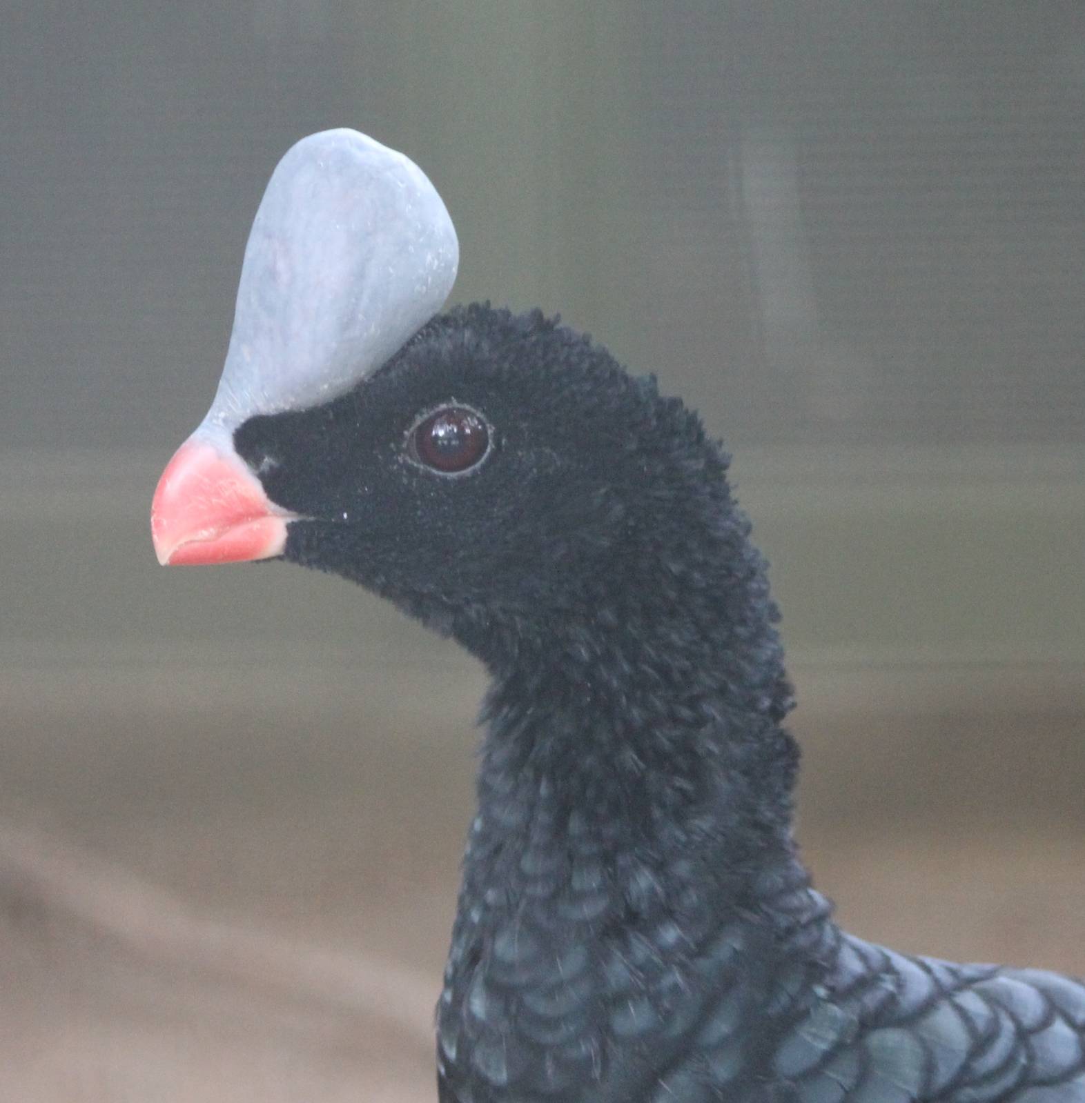 Southern Helmed curassow