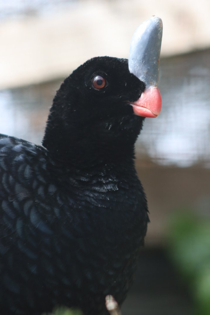 Southern helmeted curassow - 20 April 2022