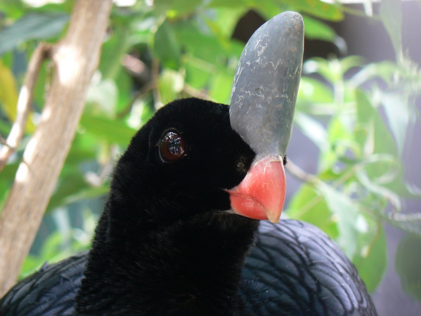 Southern Helmeted Curassow - 26 June 2017