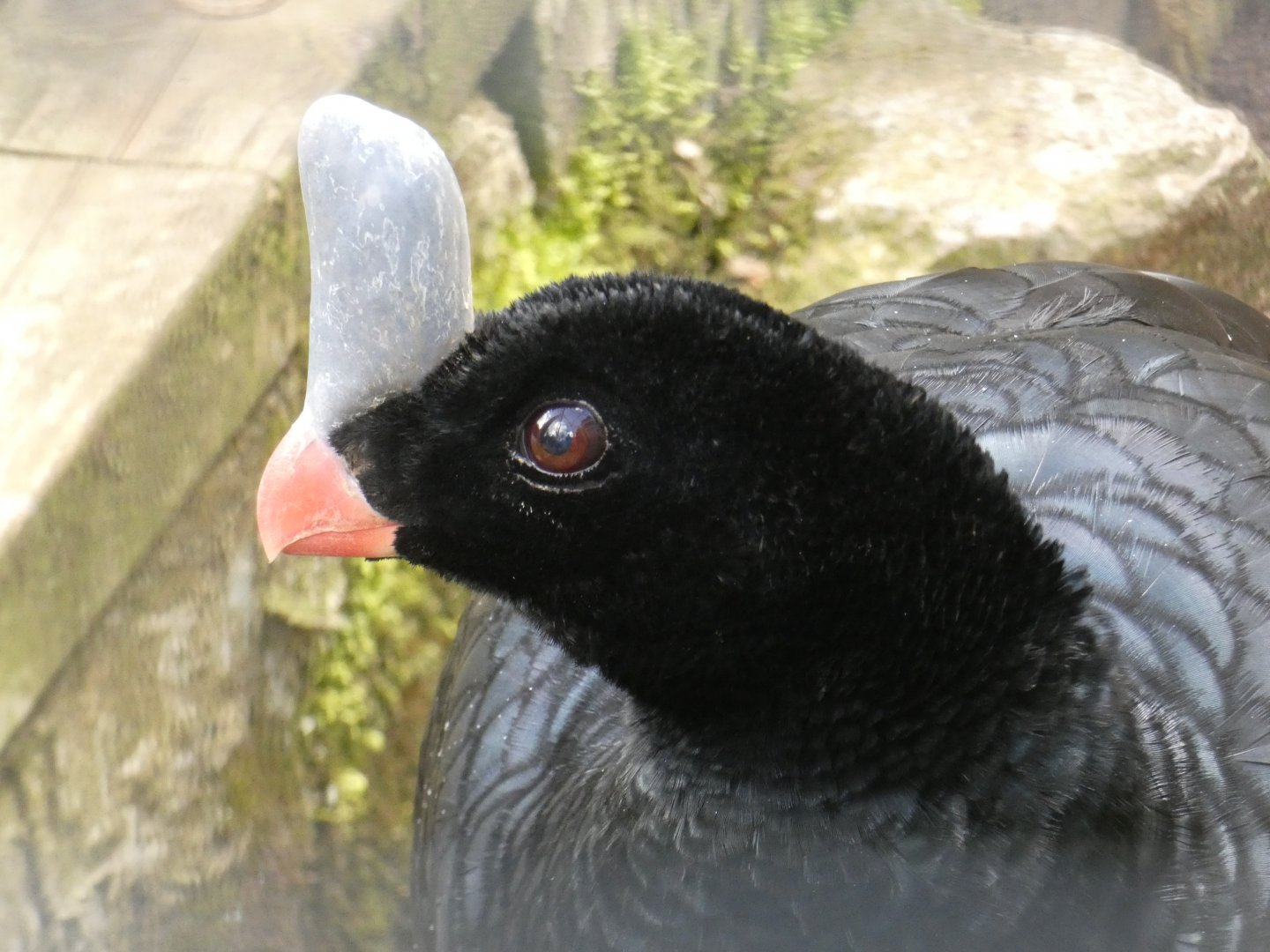 Southern helmeted curassow close-up