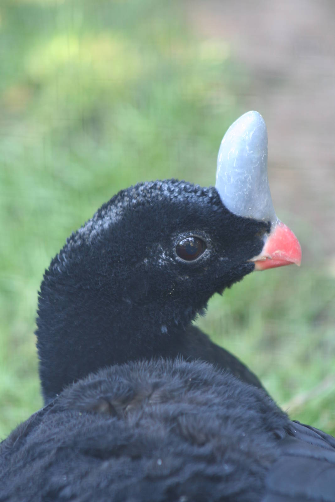 Southern Helmeted Curassow @ Lotherton; 24.09.09