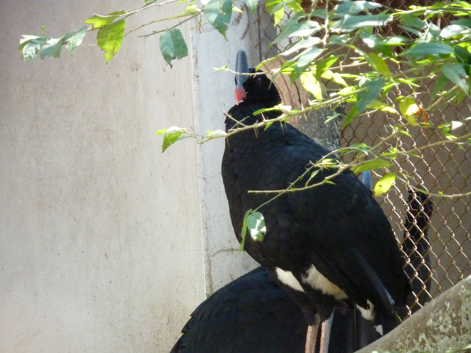 Southern helmeted curassow