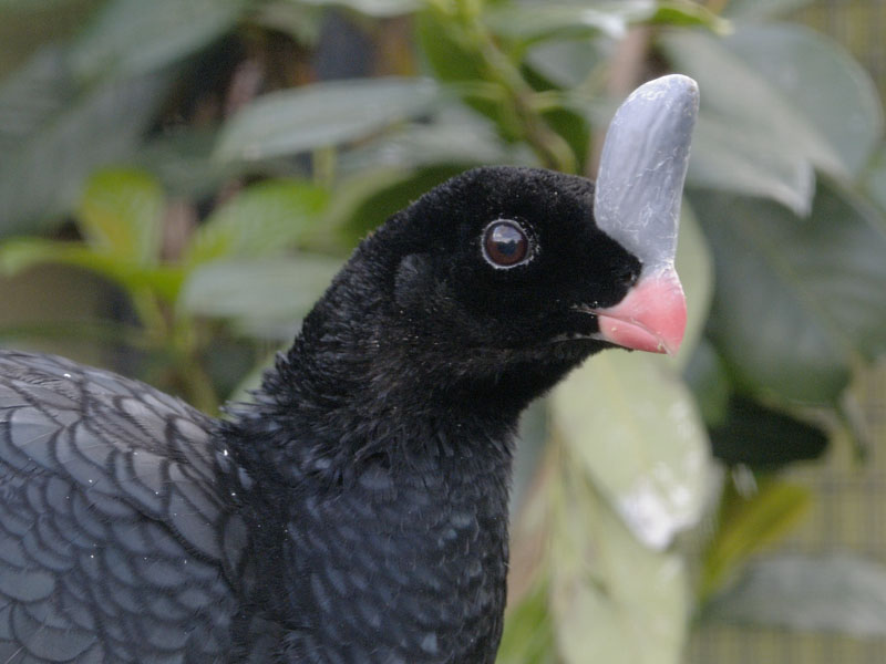 Southern helmeted curassow