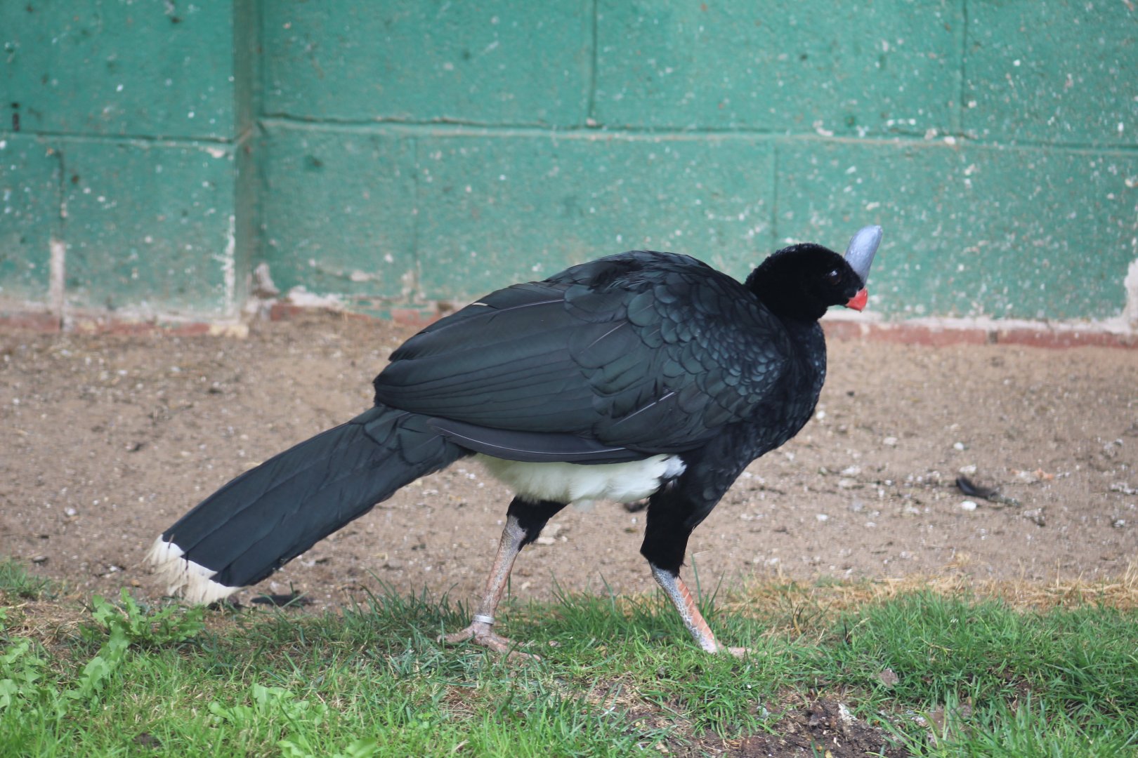 Southern Helmeted Curassow