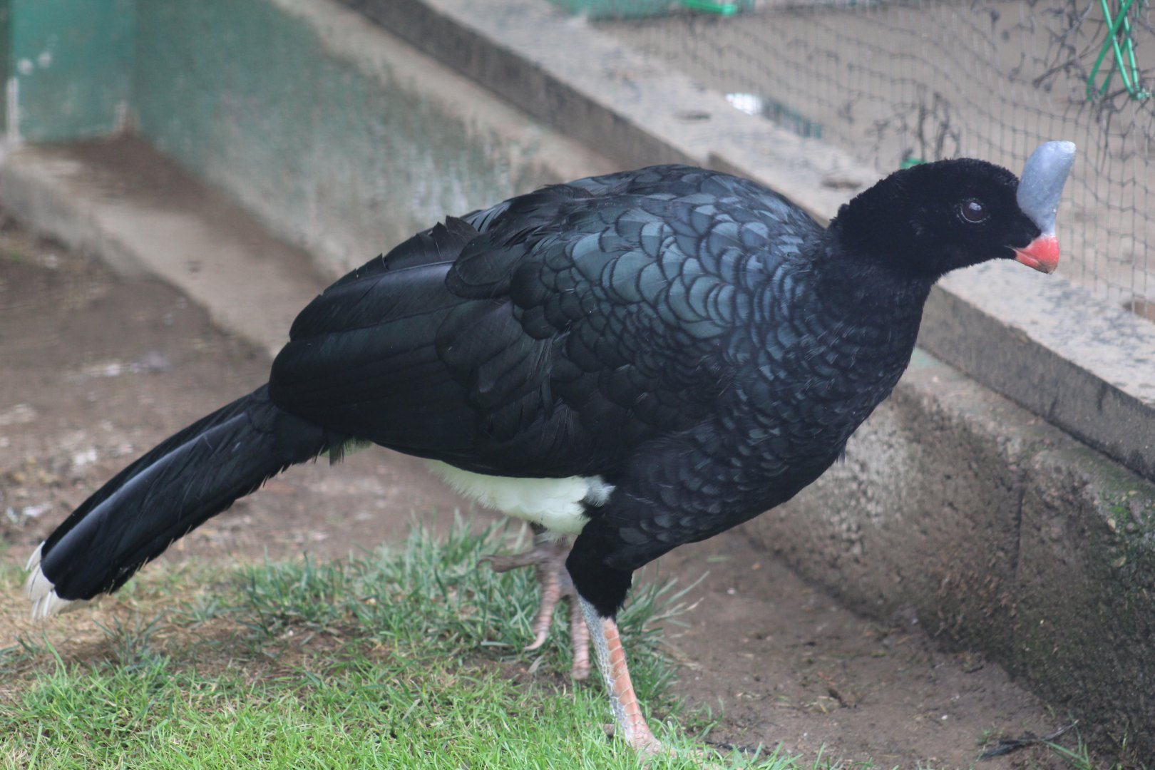 Southern Helmeted Curassow