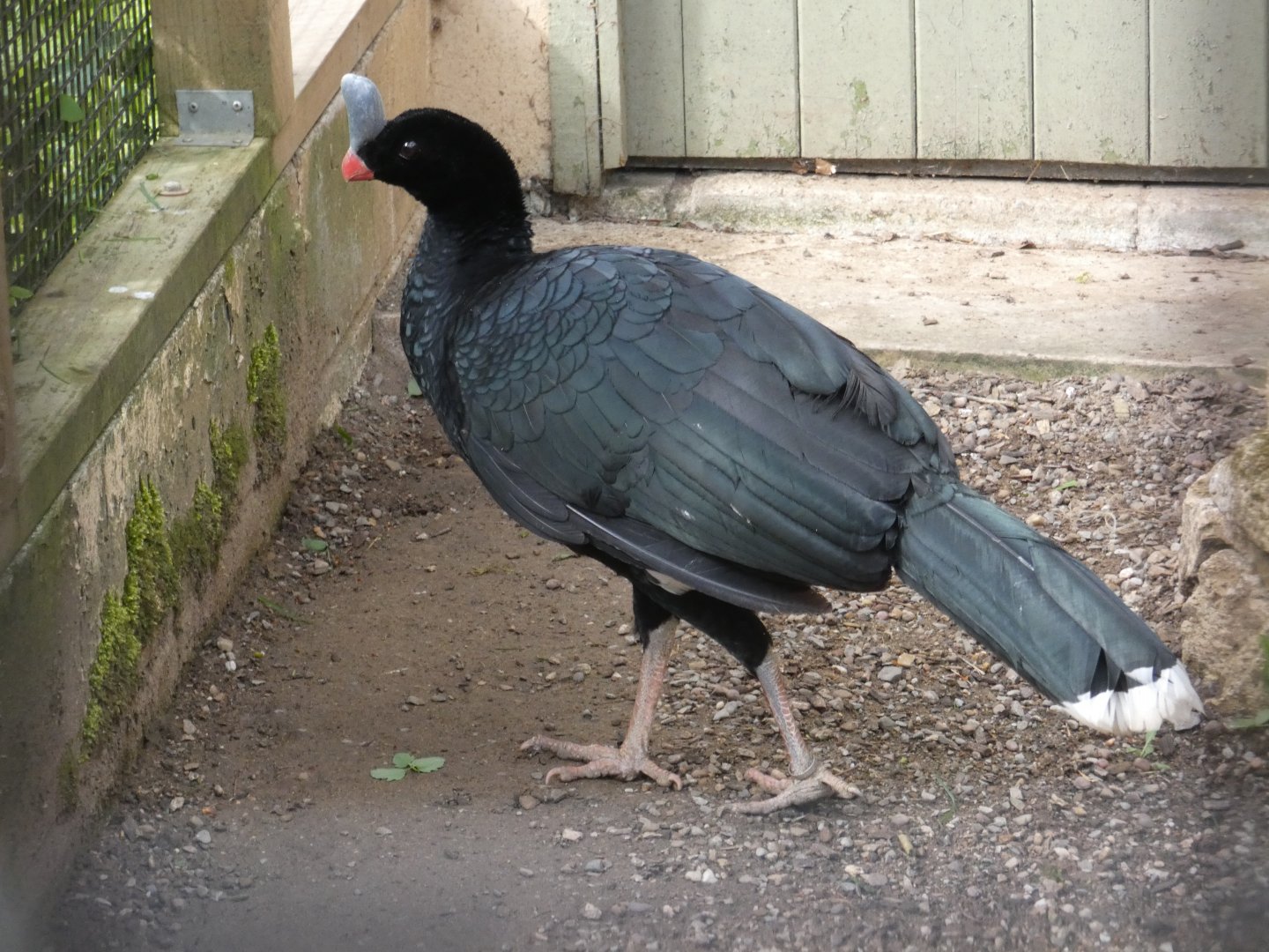 Southern helmeted curassow