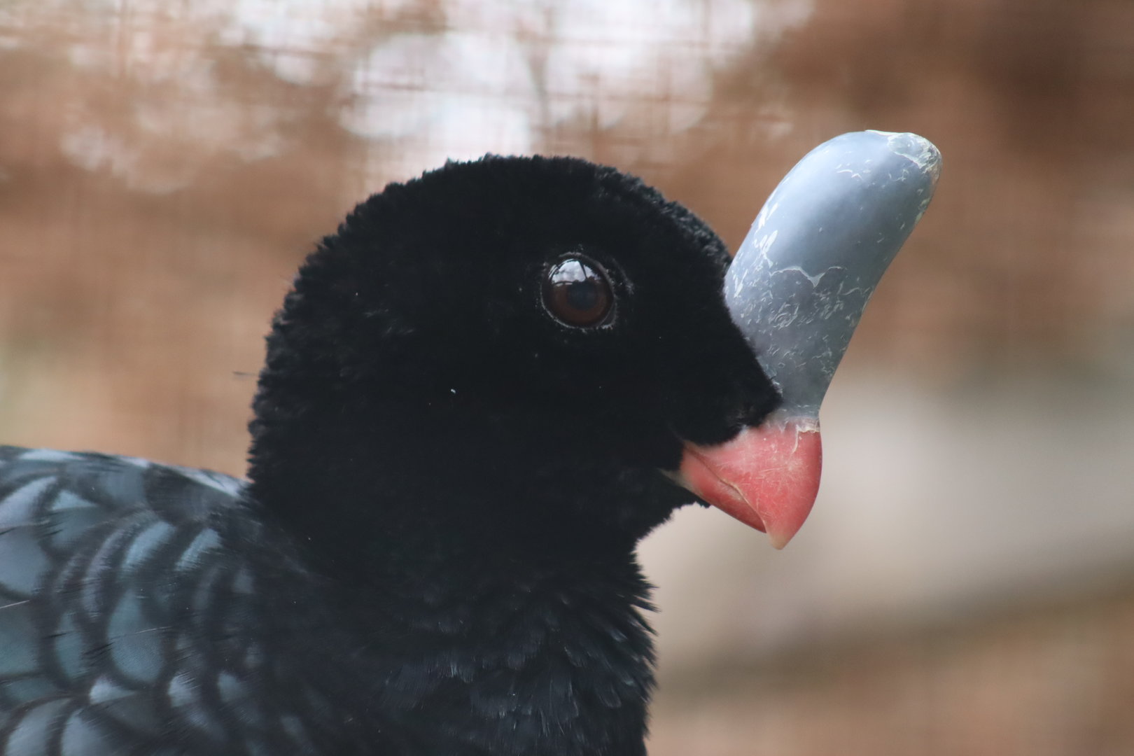 Southern Helmeted Curassow