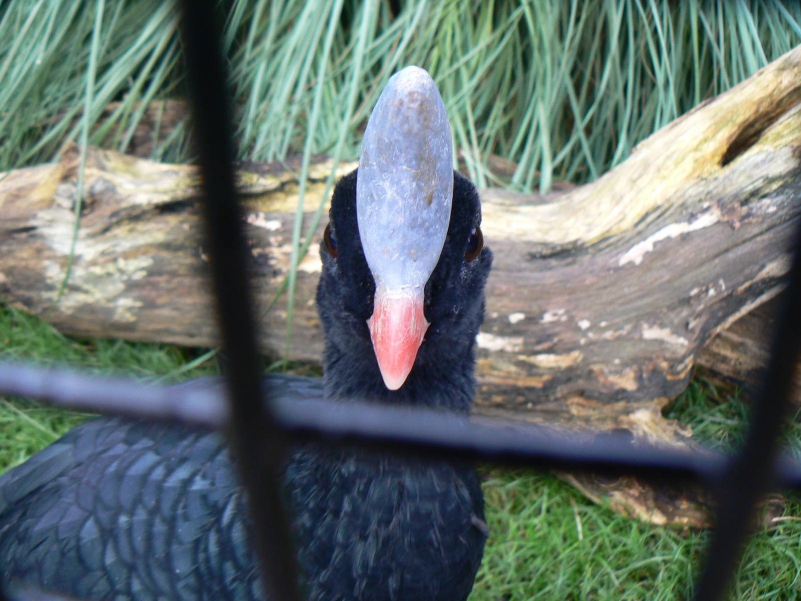 Southern Helmeted Currasow - 6 December 2015