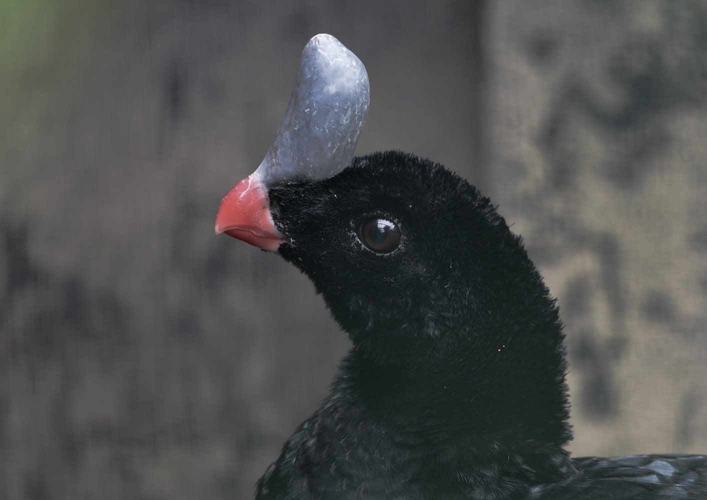 Southern helmeted currasow