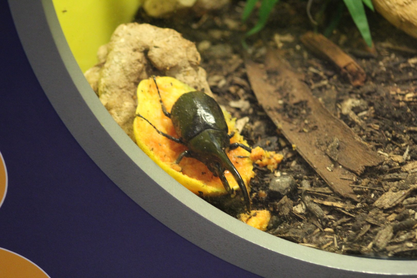Southern Hercules Beetle