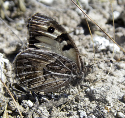 Southern Hermit (Chazara prieuri)