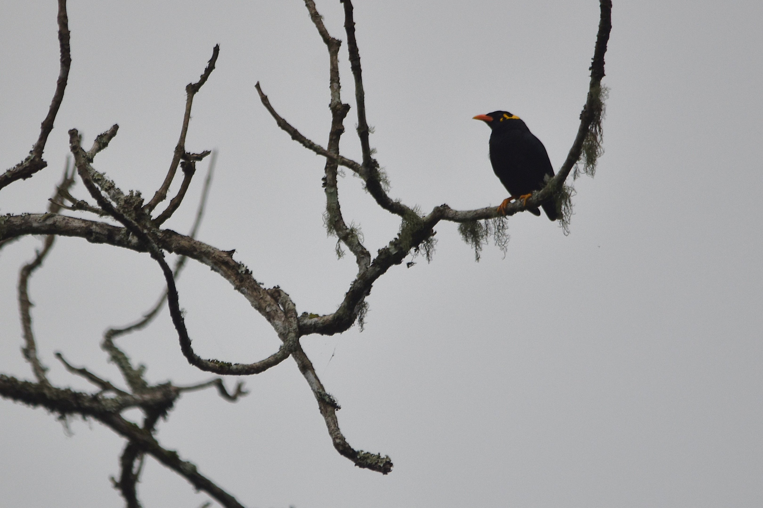 Southern Hill Myna, Nagarahole Tiger Reserve, 21st November 2024