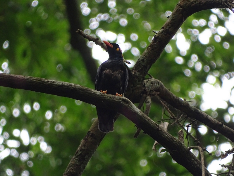 Southern Hill Myna