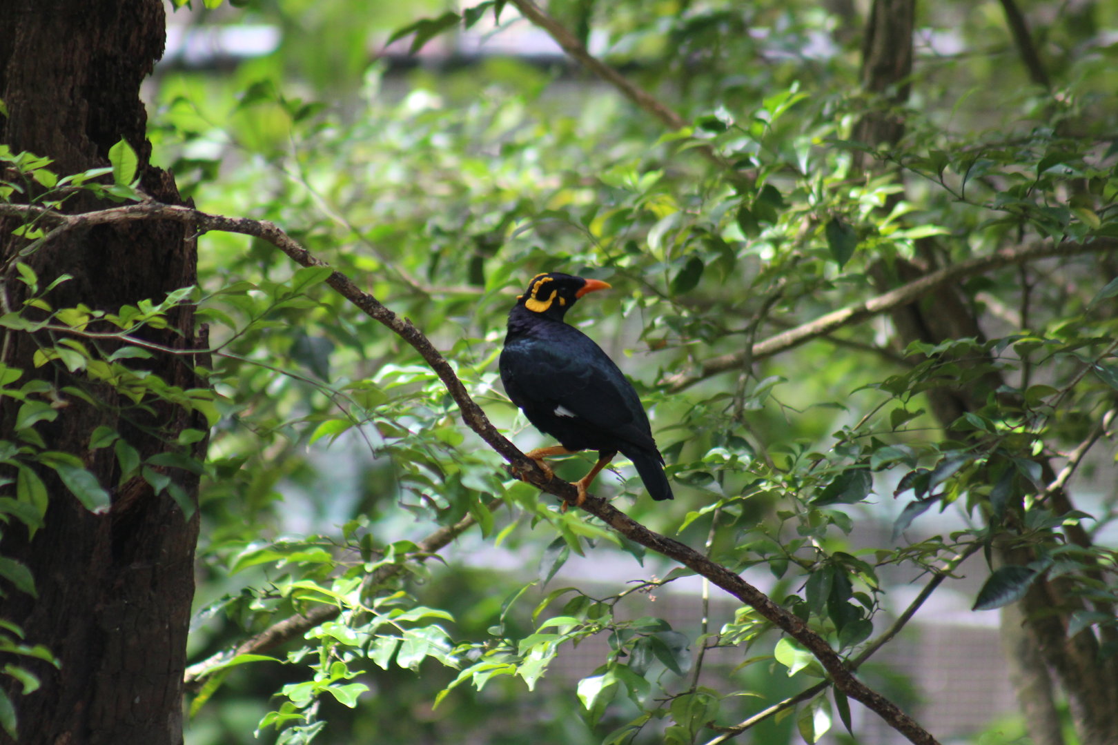 Southern Hill myna