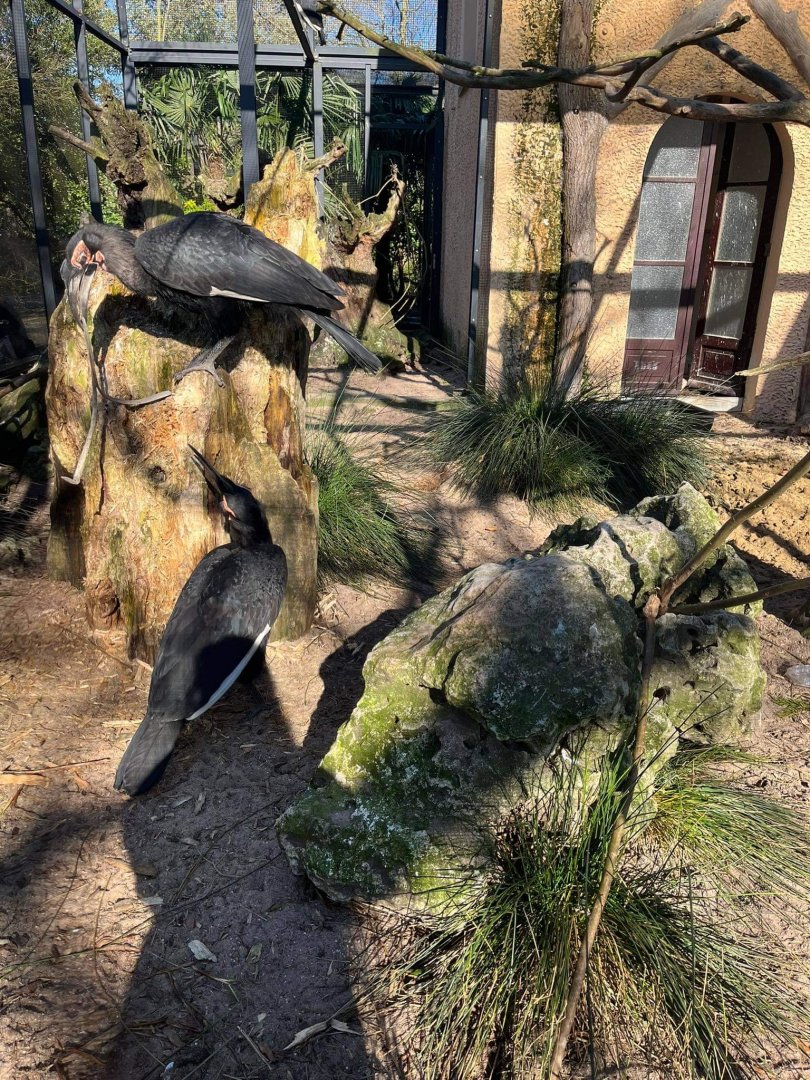 Southern hornbill at Artis