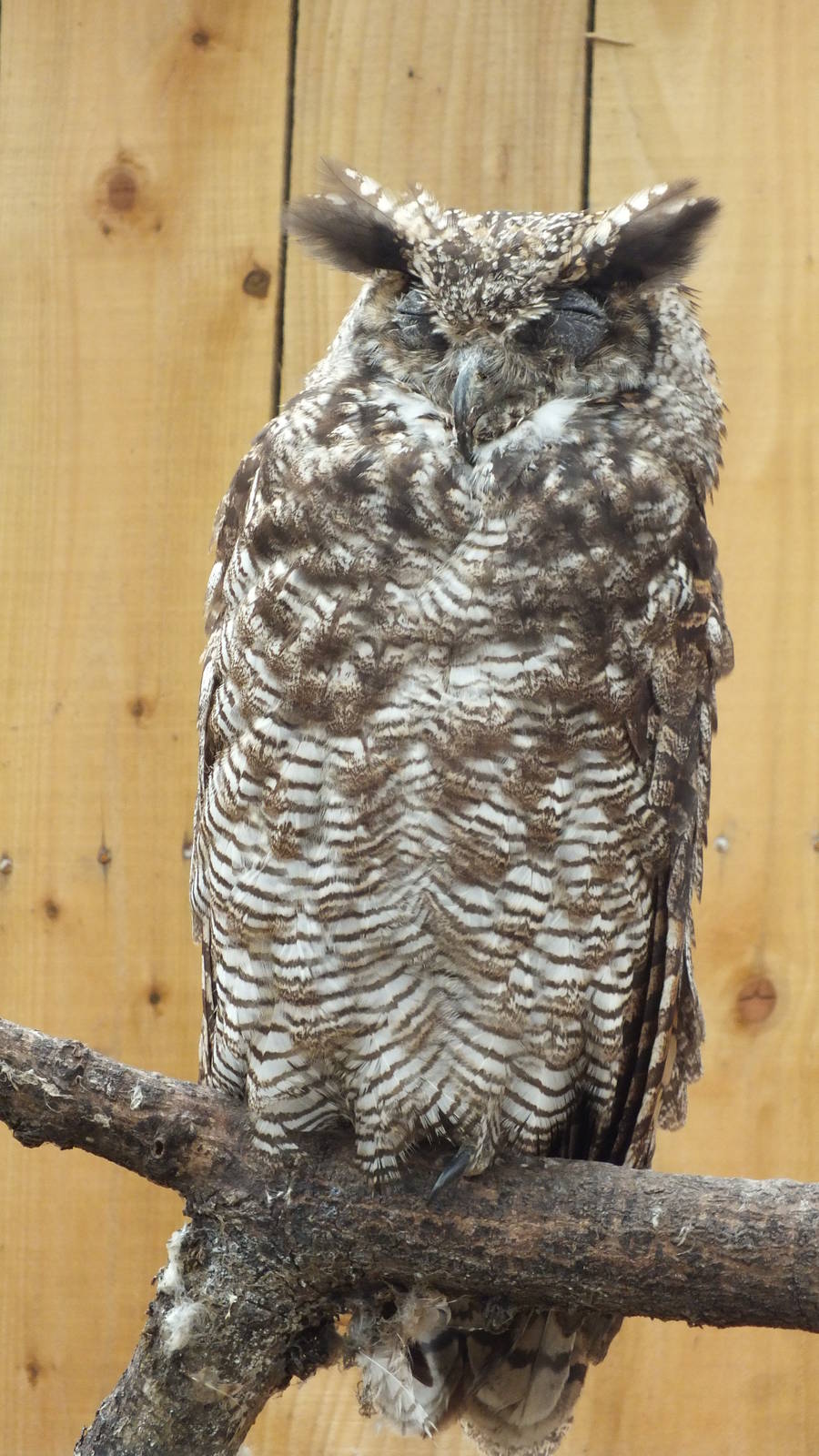 Southern Horned Owl (Bubo virginianus nacurutu) at Scottish Owl Centre - 9t