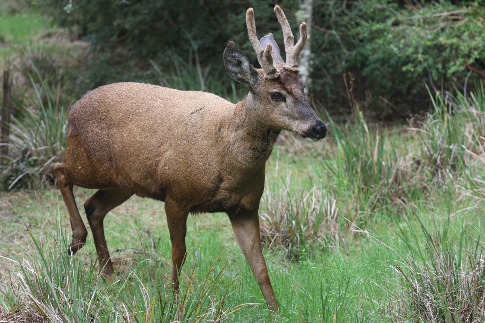 Southern Huemul or South Andean Deer (Hippocamelus bisulcus)