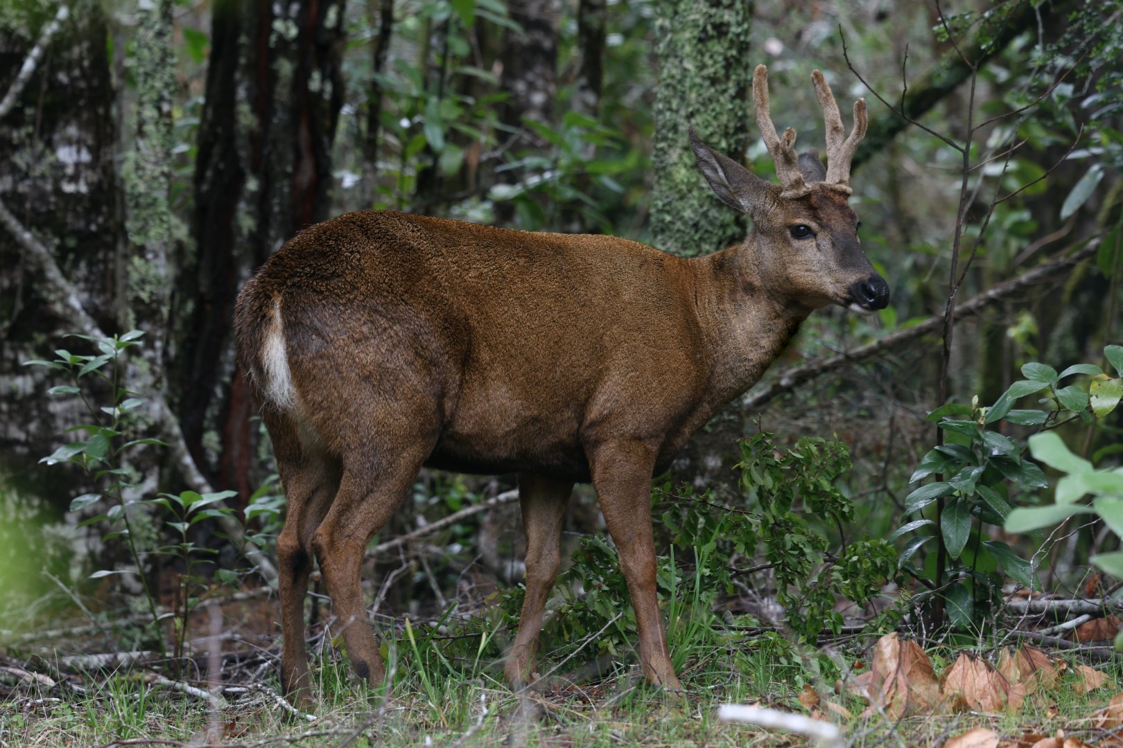 Southern Huemul or South Andean Deer (Hippocamelus bisulcus)
