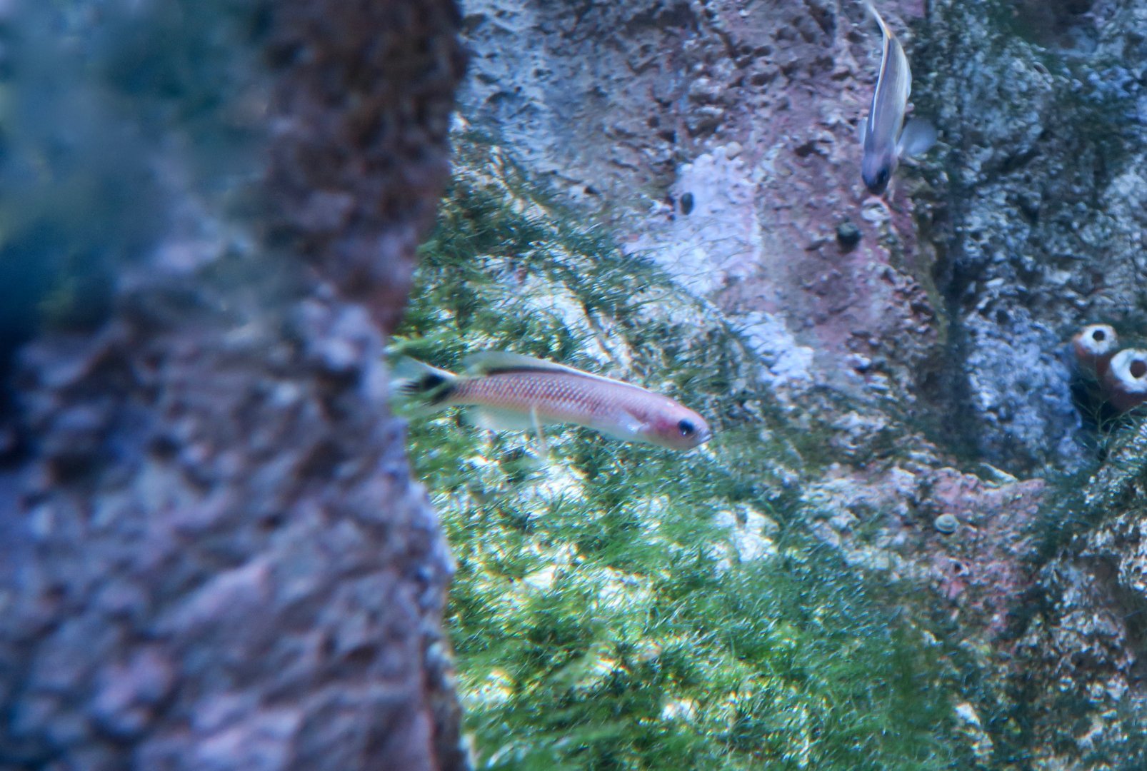 Southern Hulafish (Trachinops caudimaculatus)