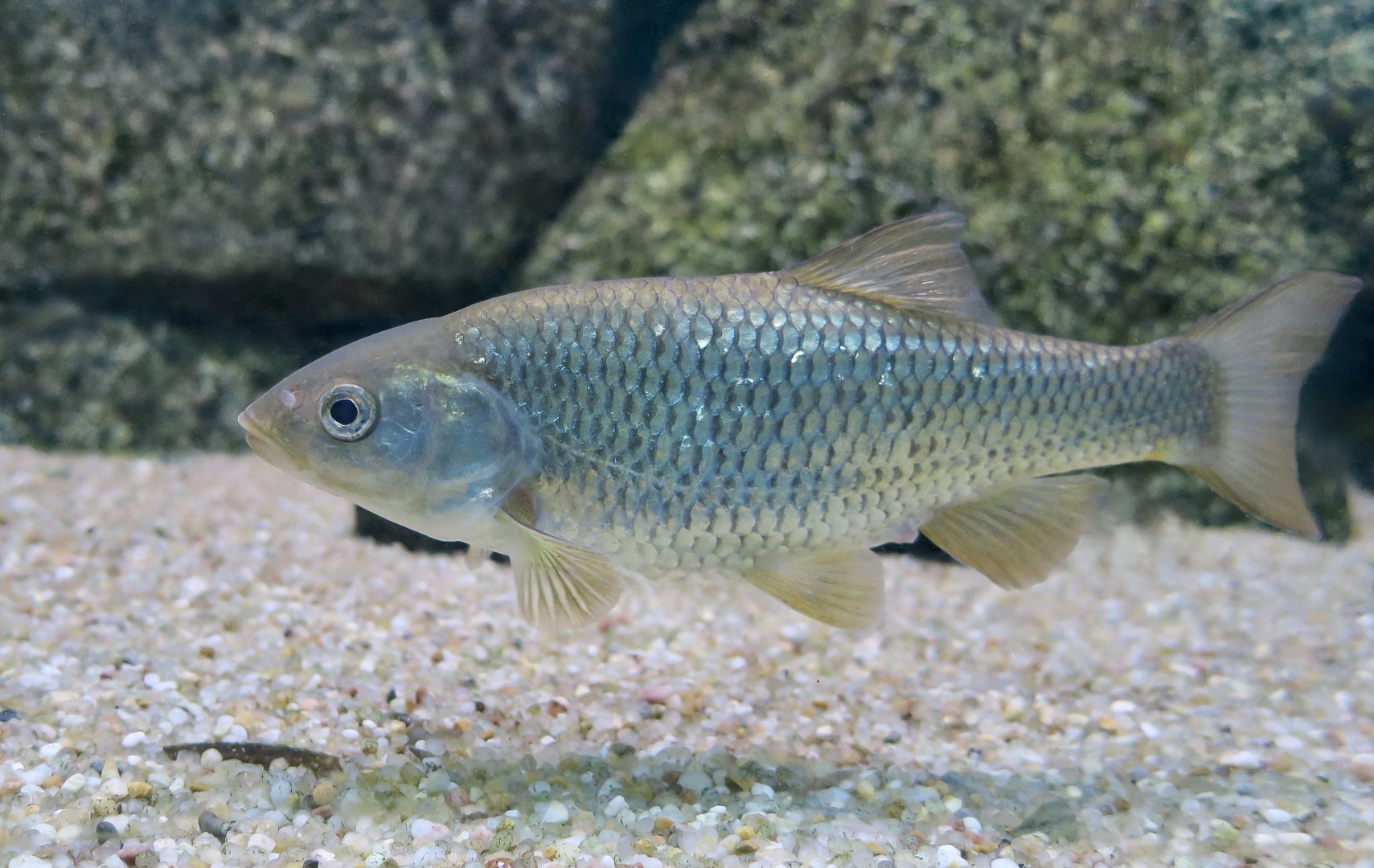 Southern Iberian Chub (Squalius pyrenaicus)