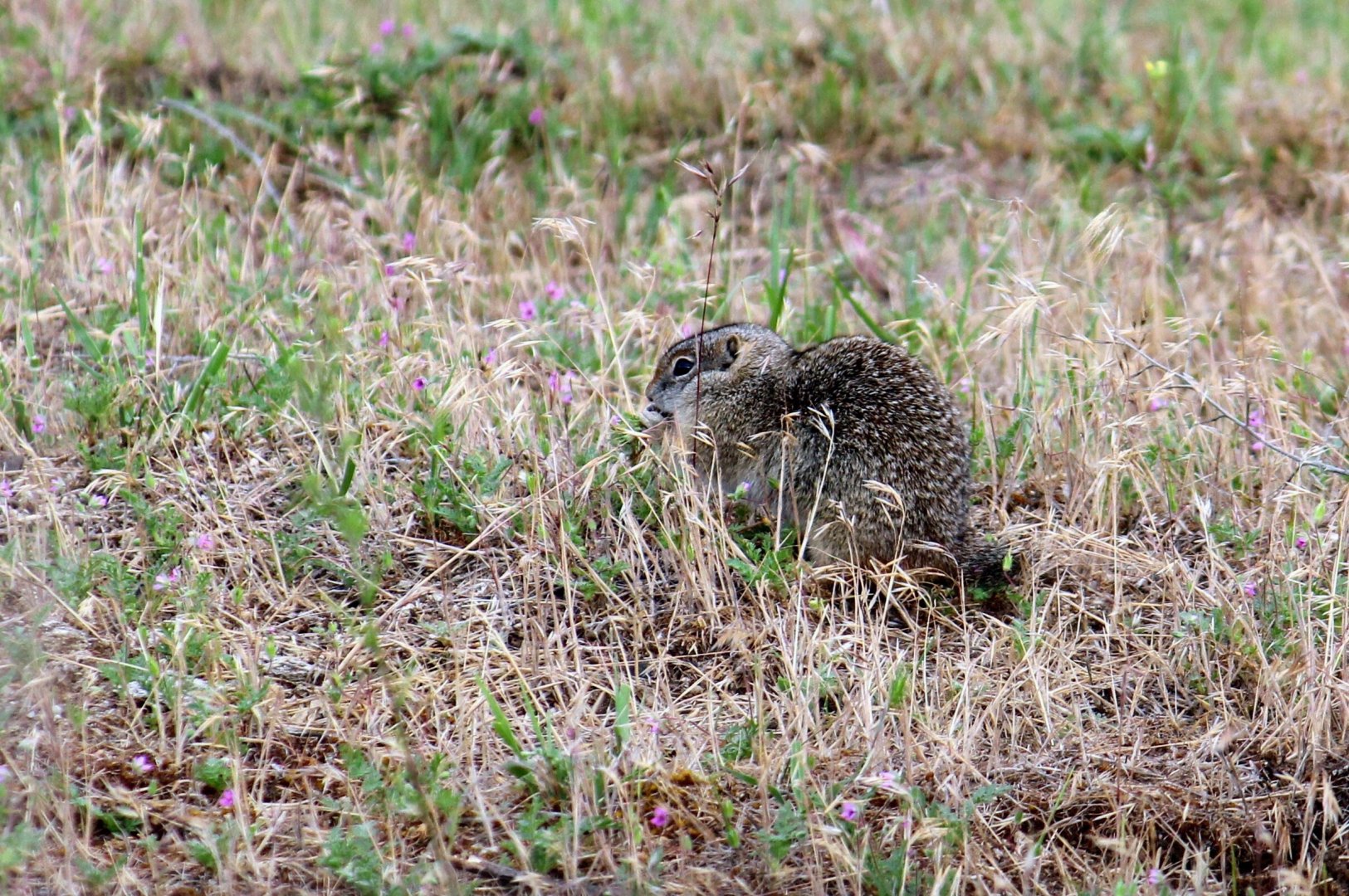 Southern Idaho Ground Squirrel