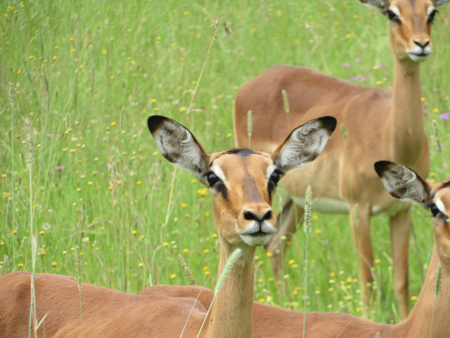 Southern Impala (Aepyceros melampus melampus)