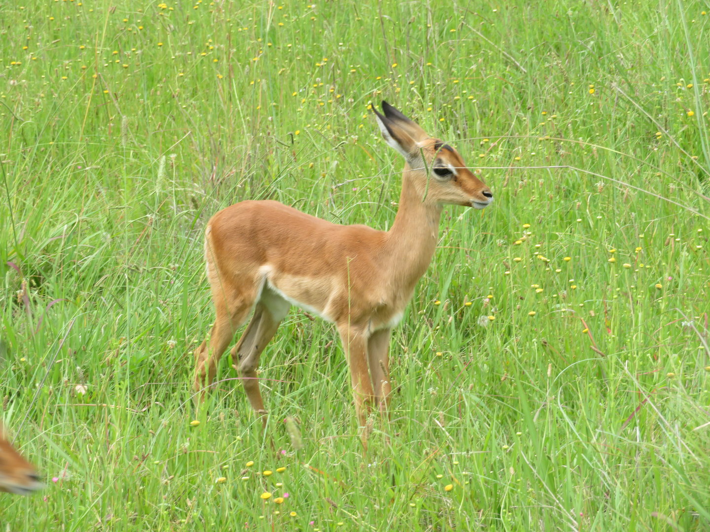 Southern Impala (Aepyceros melampus melampus)