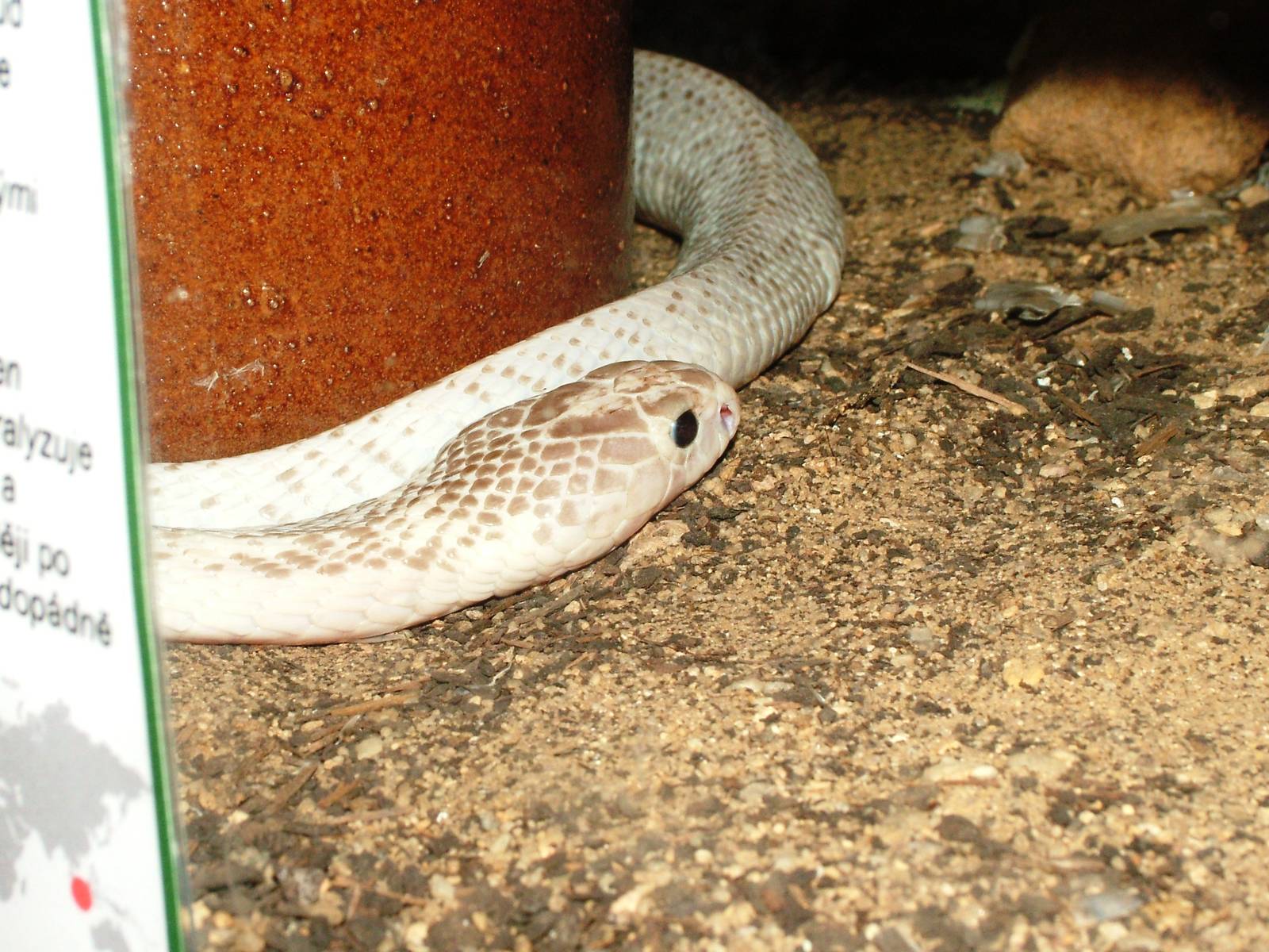 Southern Indonesian Spitting Cobra at Prague Terrarium, 26/08/12