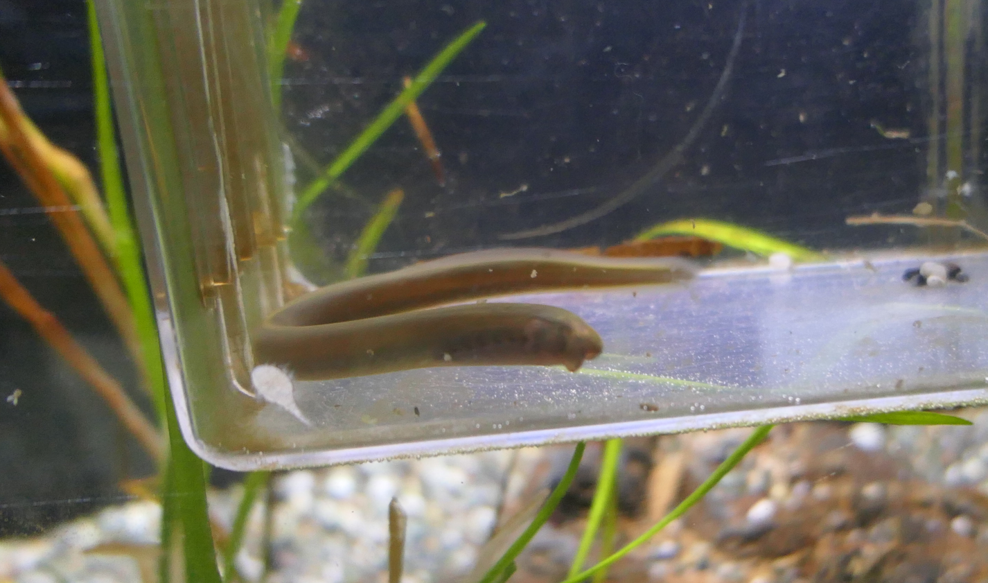 Southern Japanese Brook Lamprey (Lethenteron hattai) - Lake Biwa Museum